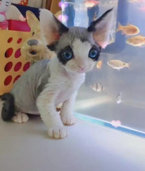 布偶猫跟无毛猫生下猫崽相爱的结晶太扎眼网友看了都笑懵