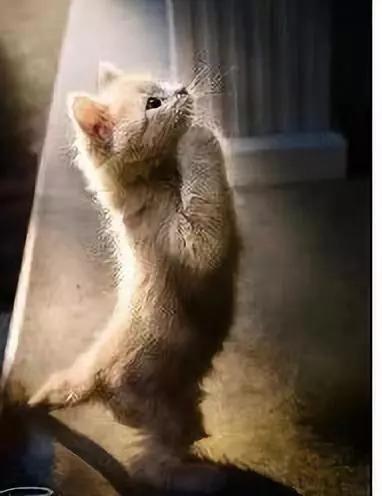 众生皆有佛性难得一见的动物拜佛场景