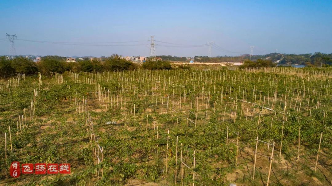 那就是"九龙百香果种植基地"