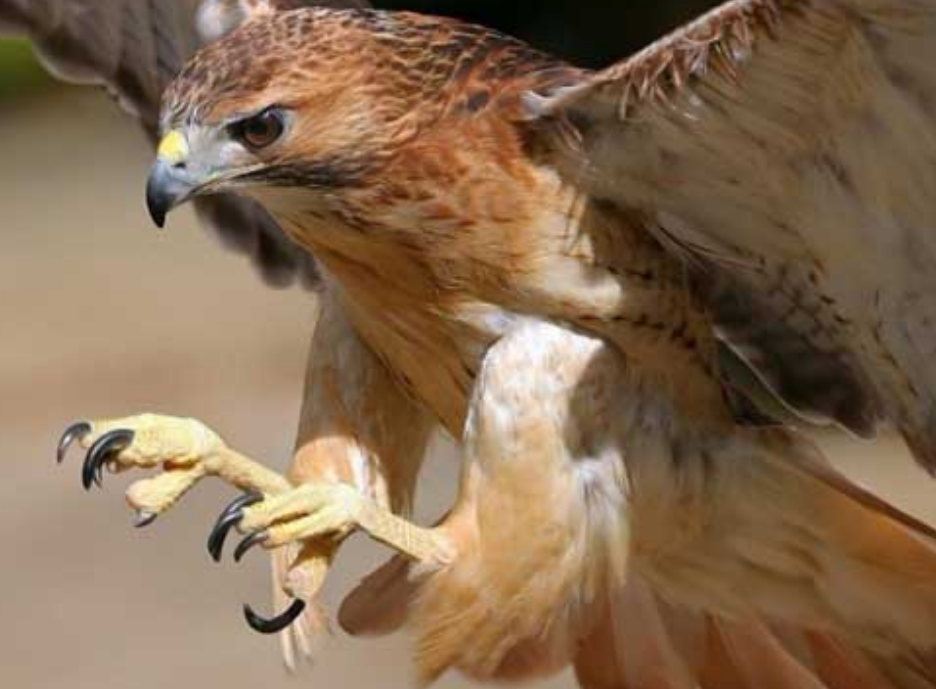 专吃狼的鸟让无所畏惧的恶狼闻风丧胆名字更是威武霸气