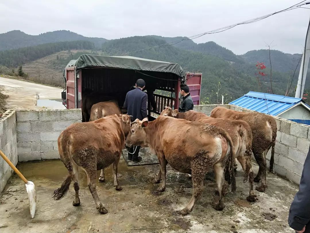 肉牛装车中过磅肉牛出栏肉牛出栏待出栏肉牛给优质肉牛打鼻绳选择优质