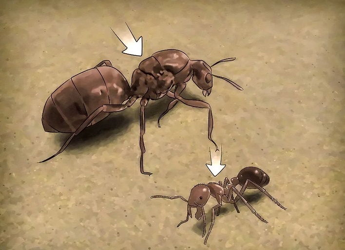 蚂蚁的胸节是连接脖子和肚子的部分,蚁后的胸节比工蚁的大得多,也显得