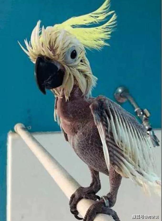 二哈和狡猾的鹦鹉并肩作战也不是一次两次了,两人的默契程度也越来越