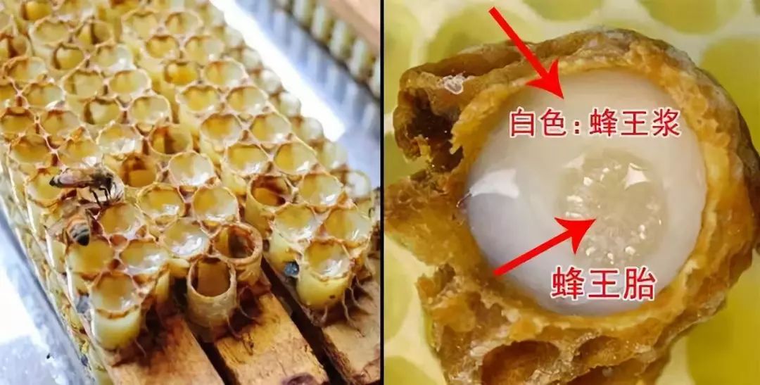 蜂王胎是蜂王幼虫,吃着蜂王浆长大,營养超过蜂王浆10多倍!