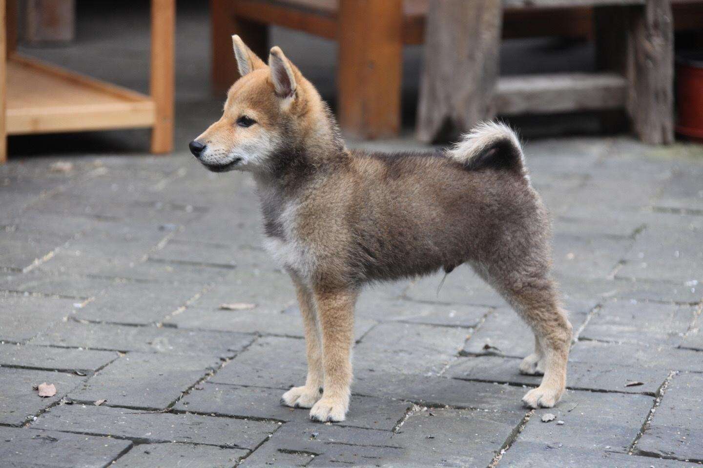 《向往的生活》柴犬小h为张子枫路演"站台"