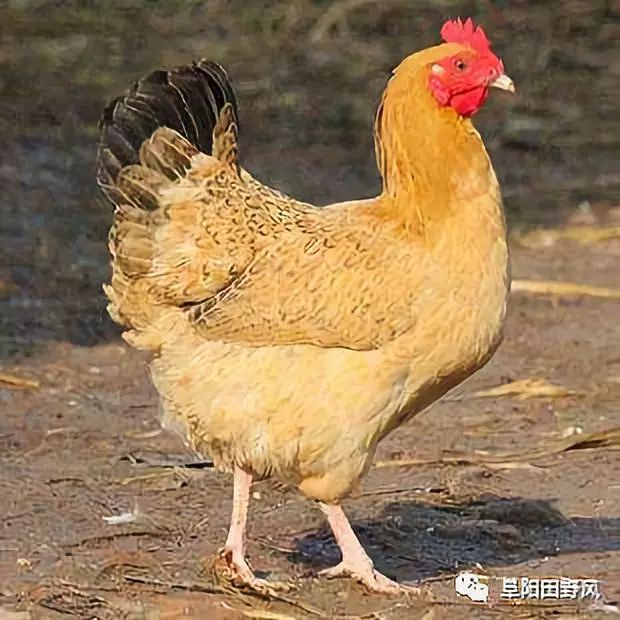 东北红毛老母鸡先卤后熏阜阳人过年也来尝尝