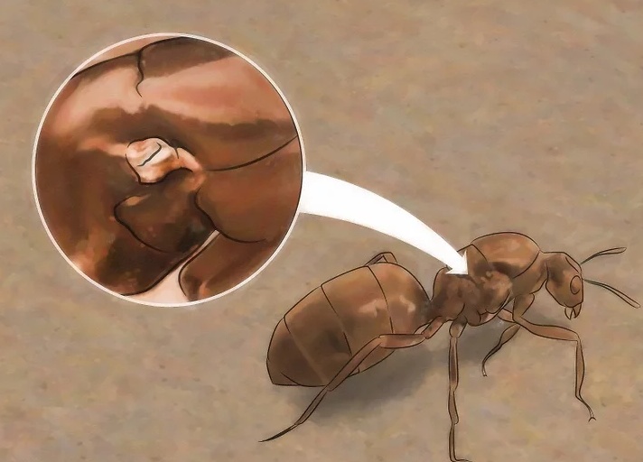 蚁后的肚子解剖的图片图片