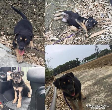 捡到四目米克斯超兴奋!惊喜包长大后却变一眉道长