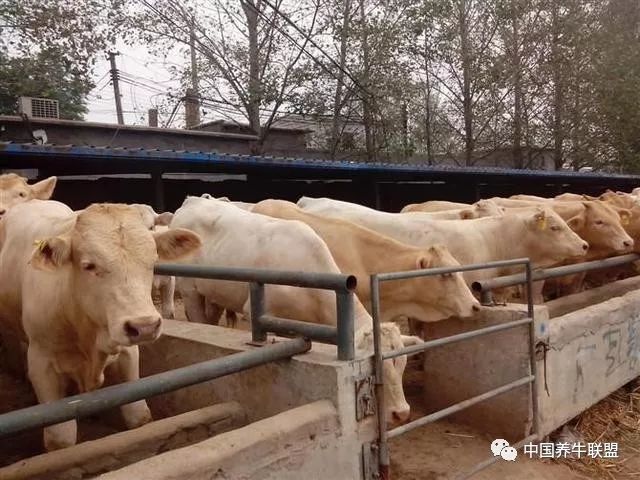 春季种草养牛可以吗一亩地能产多少牧草我们来看一下