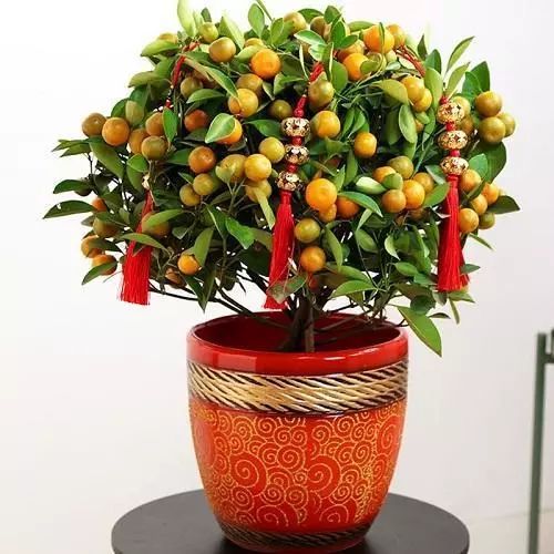 6种过年必养的吉祥花招财进福家人新福安康增添过年气氛