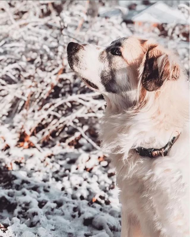 丁宝训犬:在雪地里享受游戏时光的狗狗们