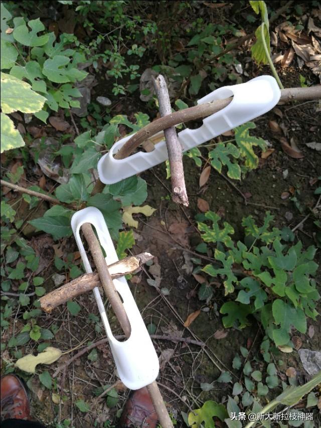 果农拉枝首选——新大新牌果树拉枝神器