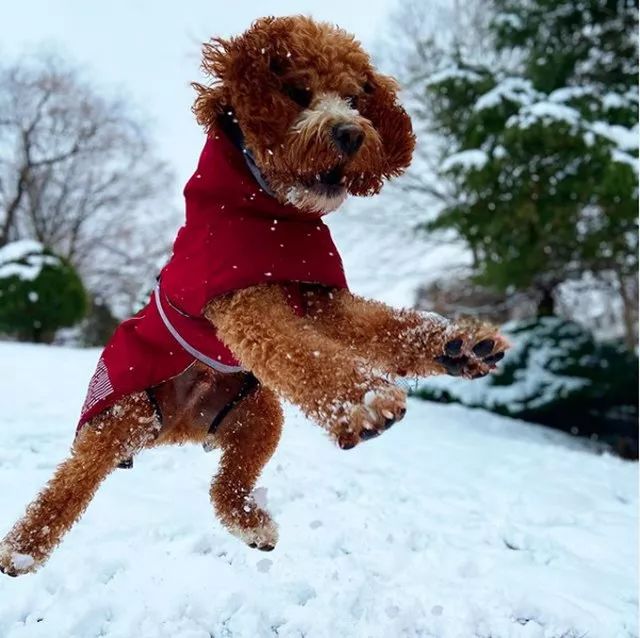 丁宝训犬:在雪地里享受游戏时光的狗狗们