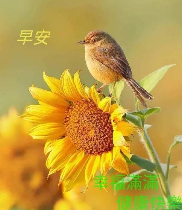 早安花鸟图片图片