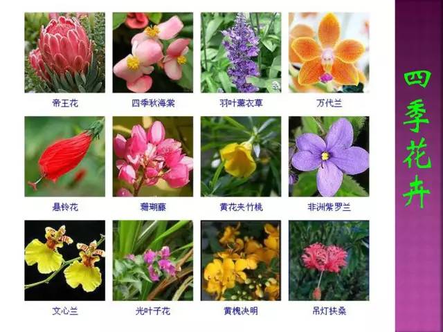 超全常见花卉植物图谱四观花植物之冬季篇四季花卉