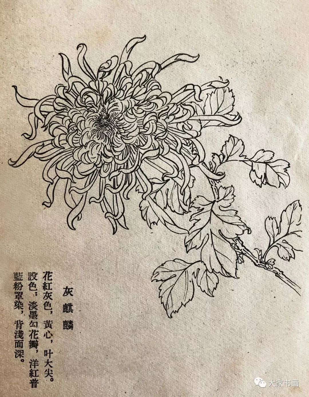 学习国画好资料六十种菊花白描图