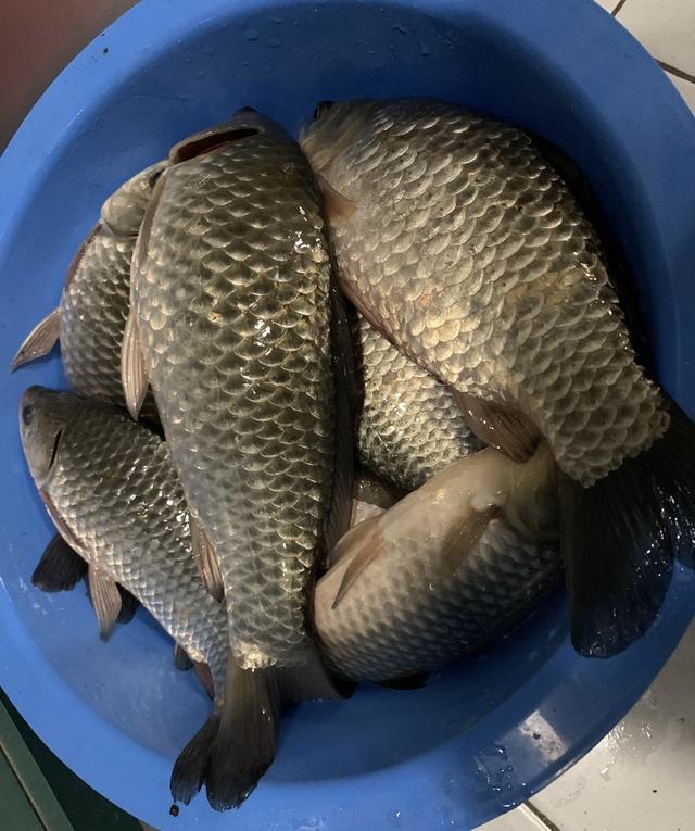 打破抄网魔咒,斤鲫如期而至