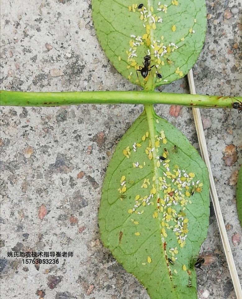 花椒樹上有蚜蟲,紅蜘蛛怎麼辦