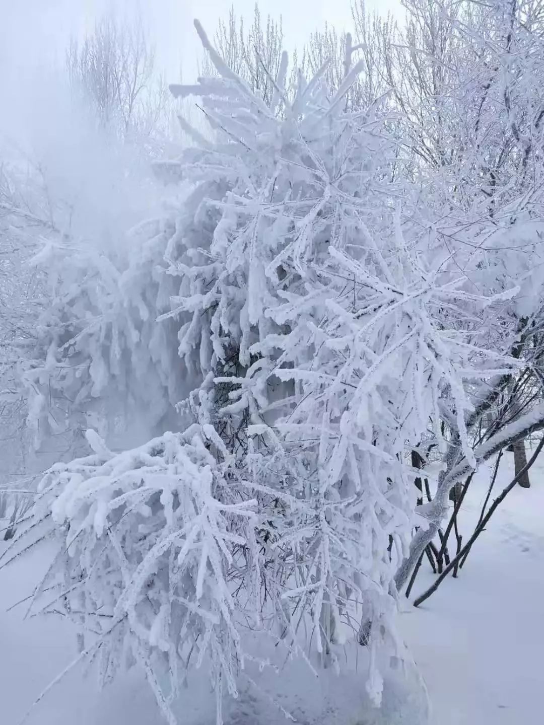 黑龙江省气象台2019年12月29日16时发布暴雪黄色,蓝色预警信号:大庆