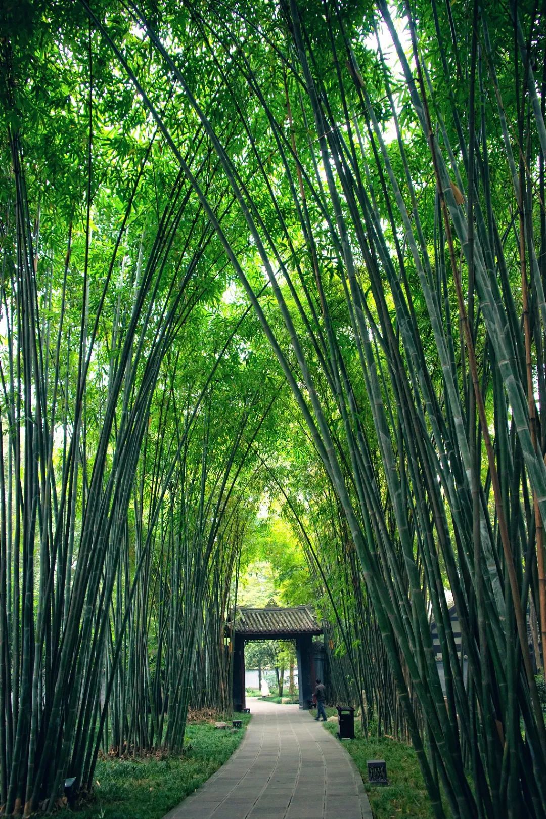 成都发布城市发展新决定深化与重庆合作推动成渝相向发展