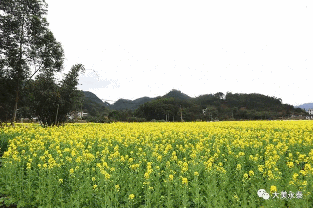 油菜花▲公园建设▲完善省委旧址纪念馆功能配套设施塘前乡乡长李祯