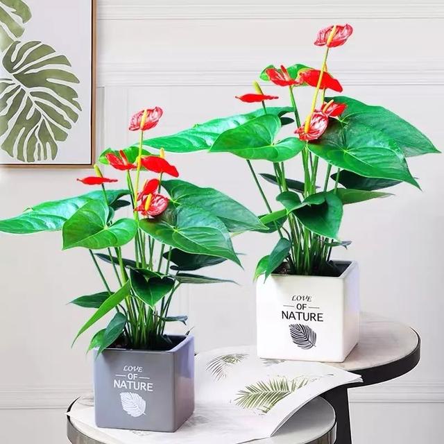 这八种招福招财的吉祥花千万不要随意送人小心把福气送走