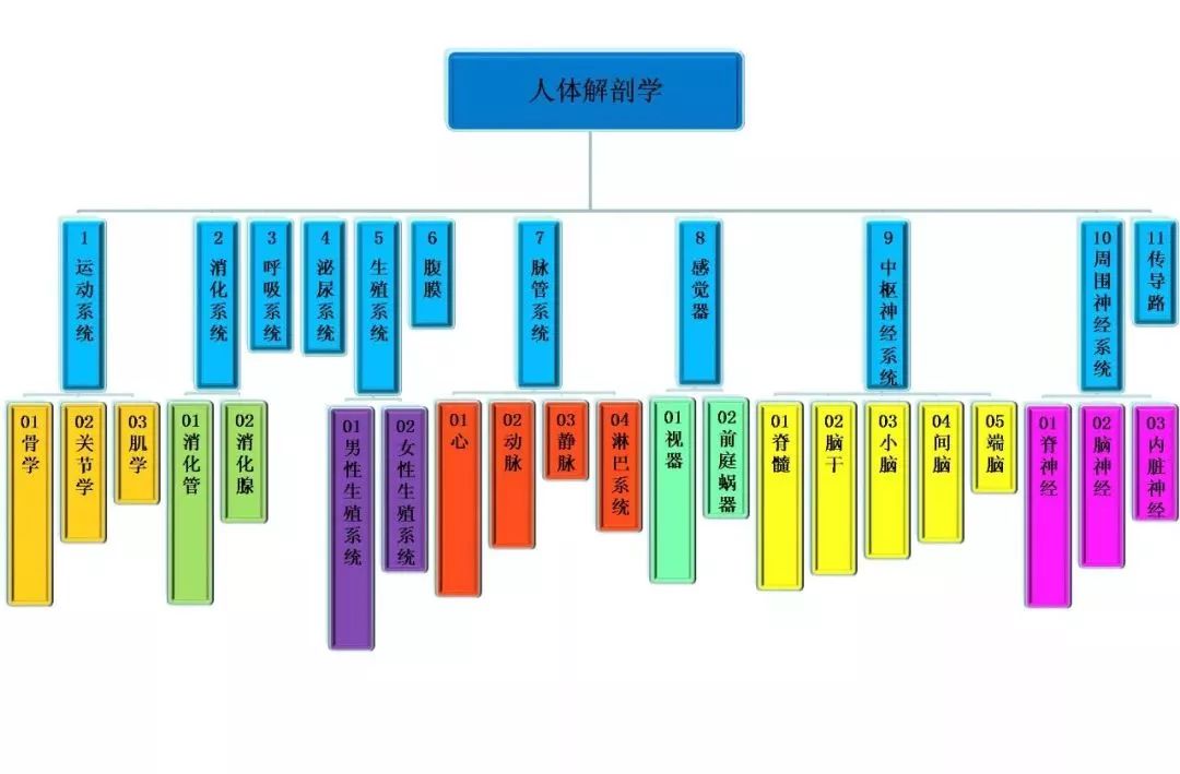 干货!人体解剖学思维导图