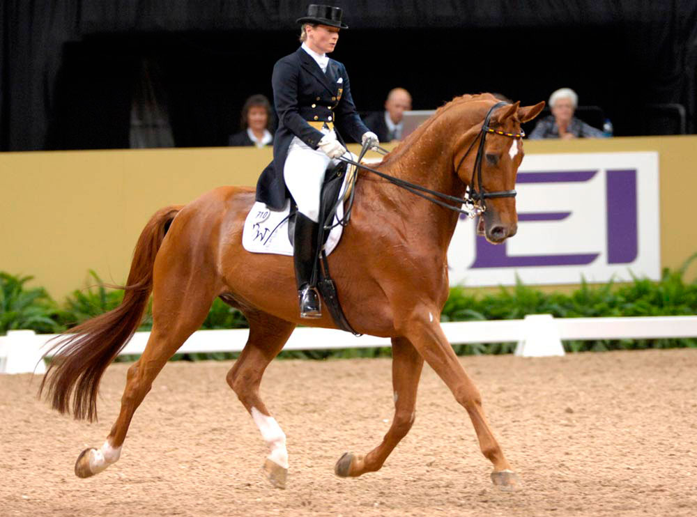 学习骑马的六大原则加快步伐快步和跑步五