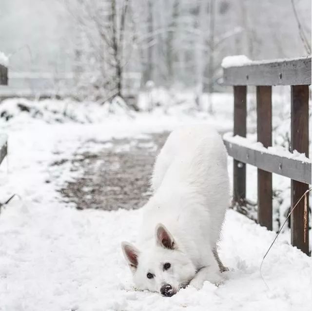 丁宝训犬:在雪地里享受游戏时光的狗狗们