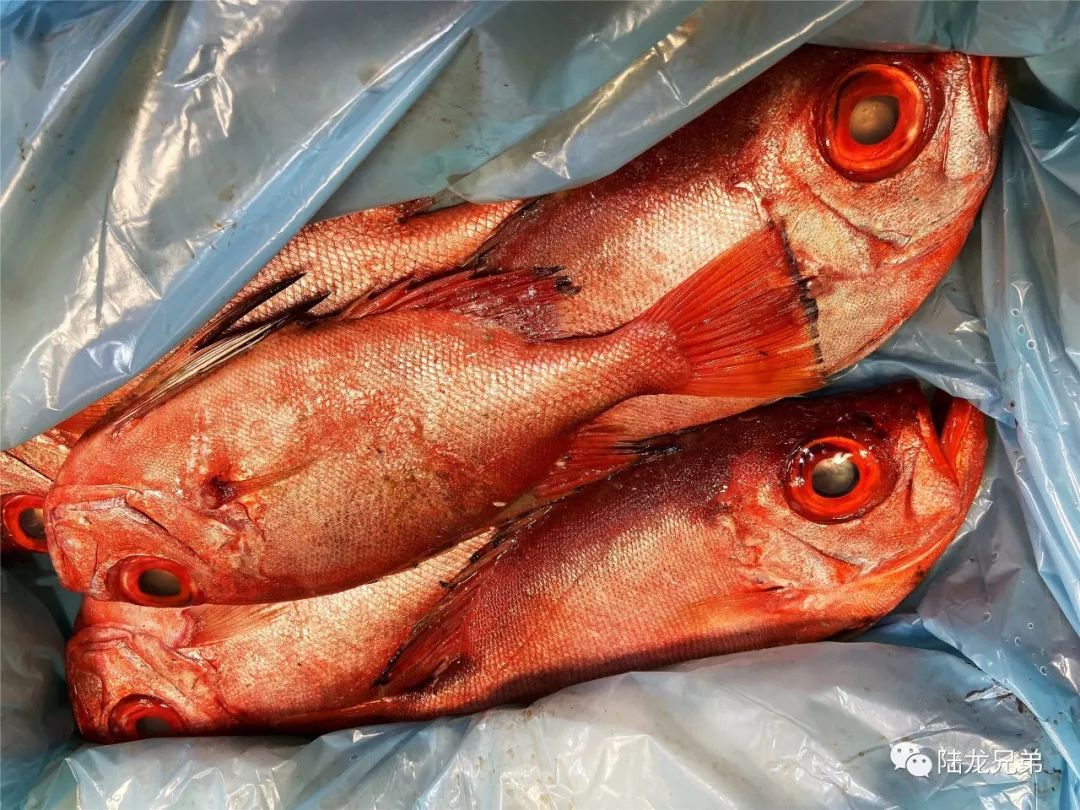 海产家族 一次介绍清楚 150余种常见海鲜 看完你就是半个 菜场博物学家 了 大黄鱼