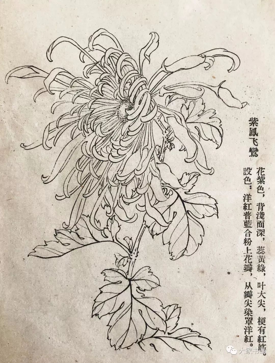 學習國畫好資料六十種菊花白描圖