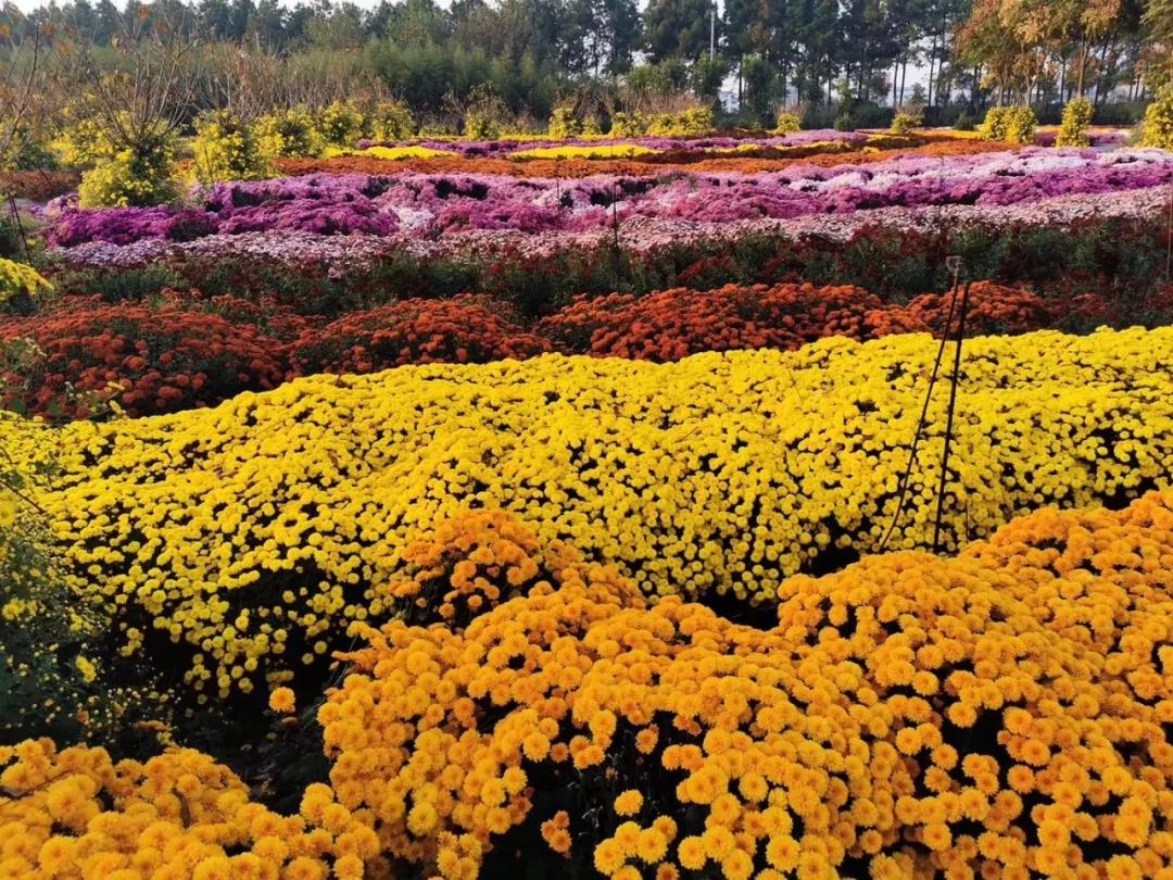 秋日暖阳菊园行赏花赏景秋游乐金华市南苑小学教师秋游活动