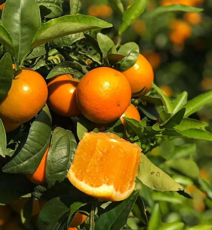 预订| 云南宾川沃柑,柑橘界的"爱马仕",果粒q弹饱满,入口即化!