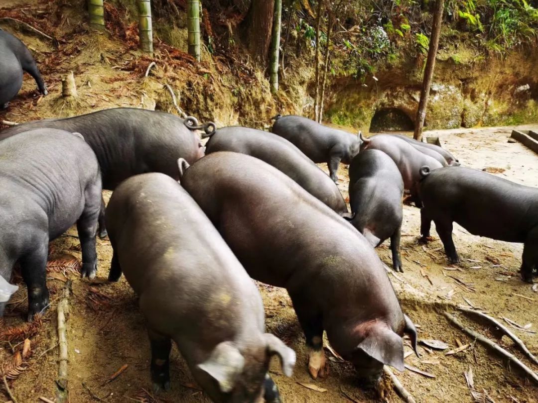 来自 红山镇深山村民自养的年猪