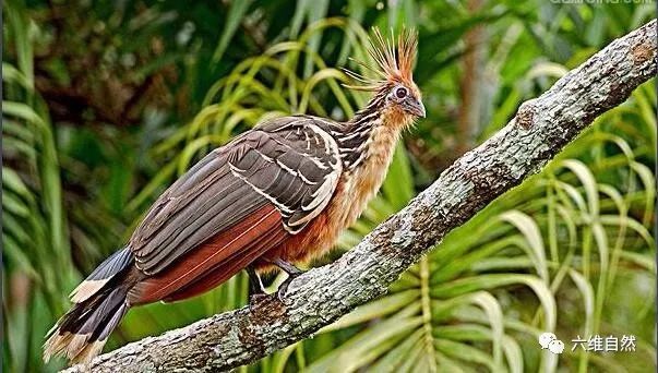 亚马逊河流域有一种臭鸟外形极为漂亮却发出臭味臭退其它鸟类