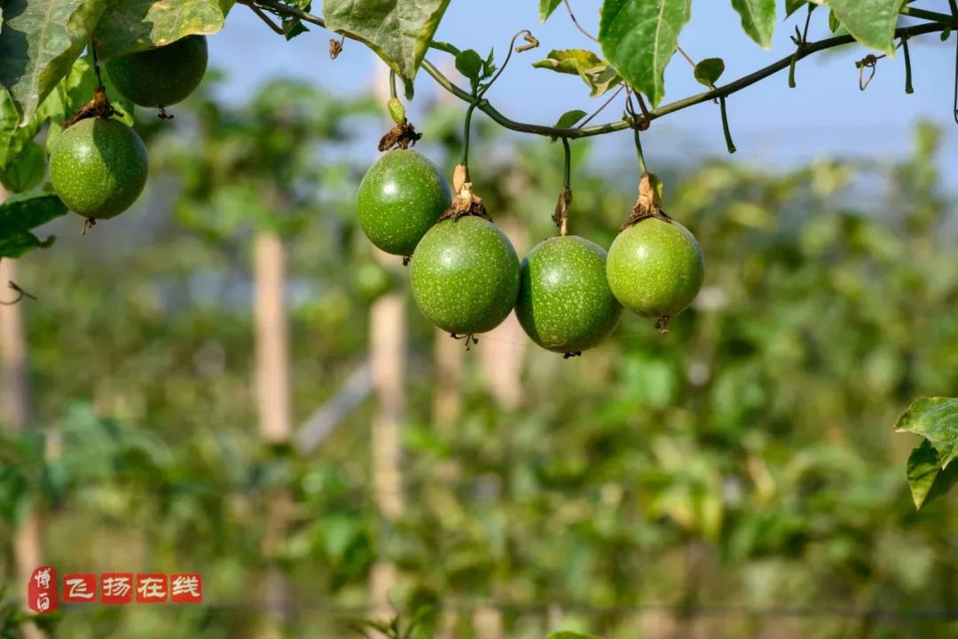 博白南流江畔数百亩黄金百香果开园!果大汁甜超诱人_种植