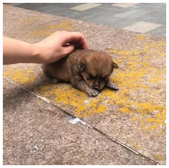 女孩抚摸流浪小土狗买了纯奶喂狗路人围观竖起大拇指