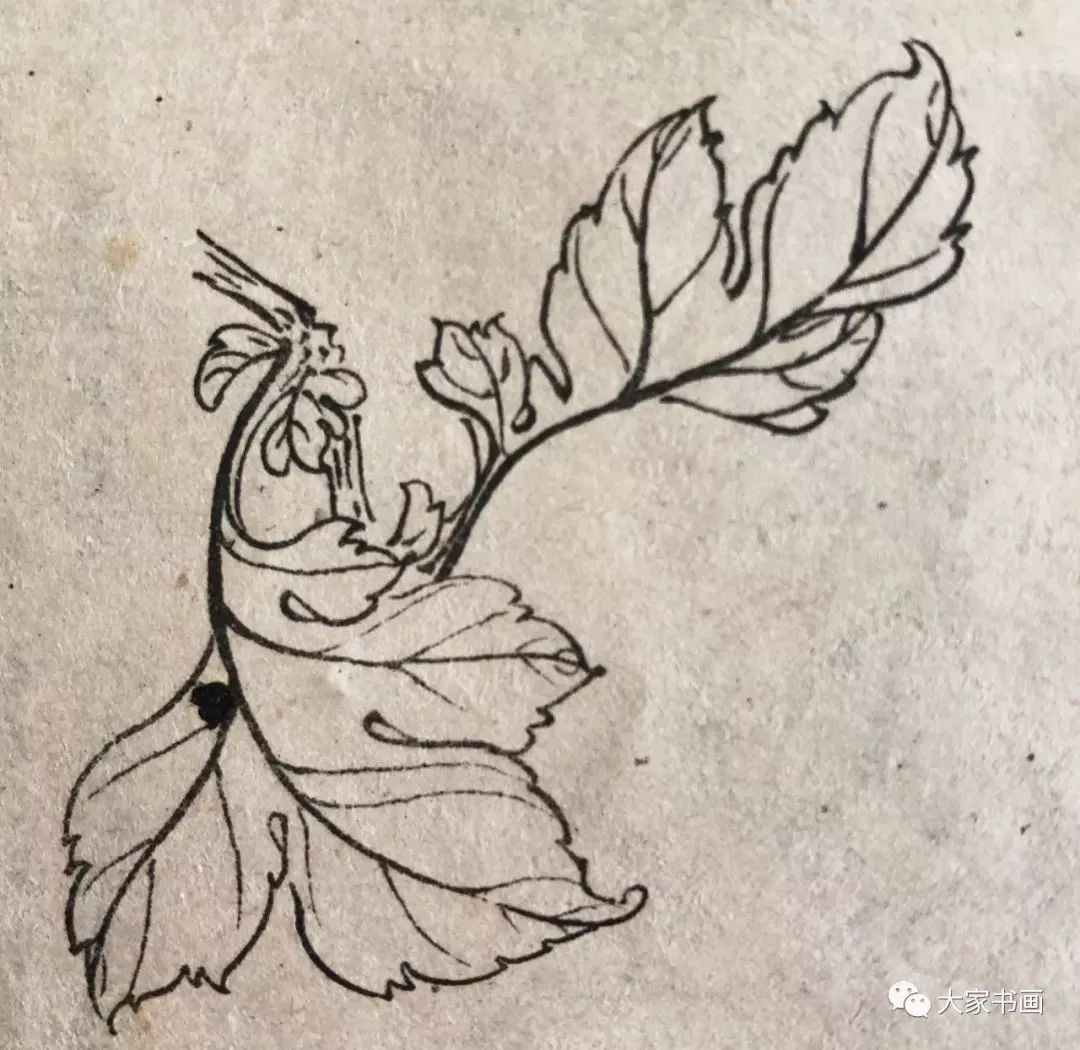 学习国画好资料六十种菊花白描图