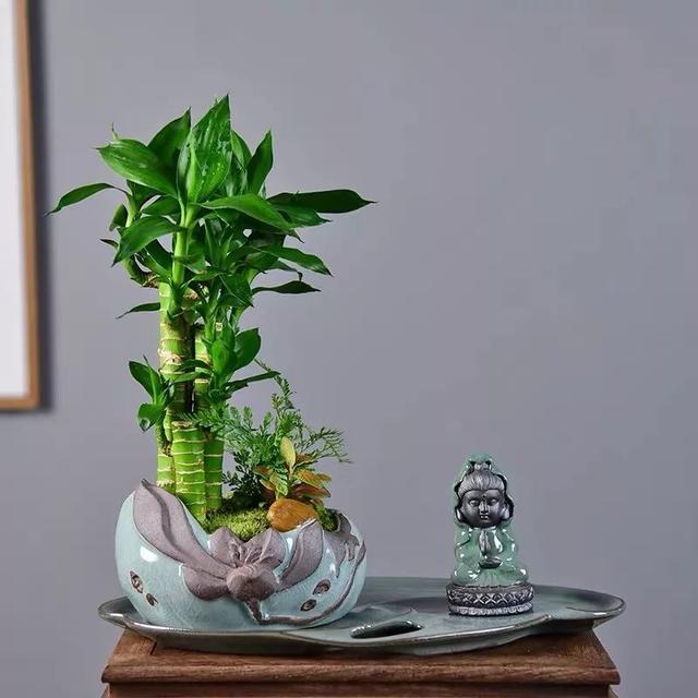 富贵竹是颇受国人欢迎的室内观叶植物,它寓意富贵一生,大吉大利