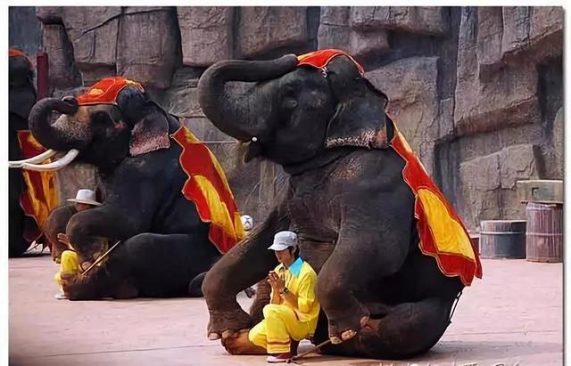 众生皆有佛性难得一见的动物拜佛场景