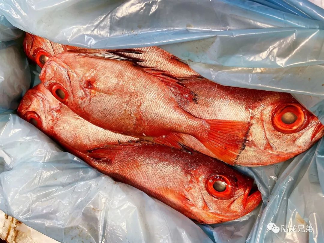 海产家族 一次介绍清楚 150余种常见海鲜 看完你就是半个 菜场博物学家 了 大黄鱼