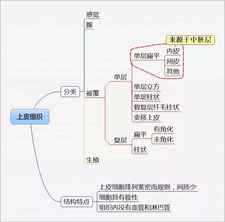 乾貨!人體解剖學思維導圖