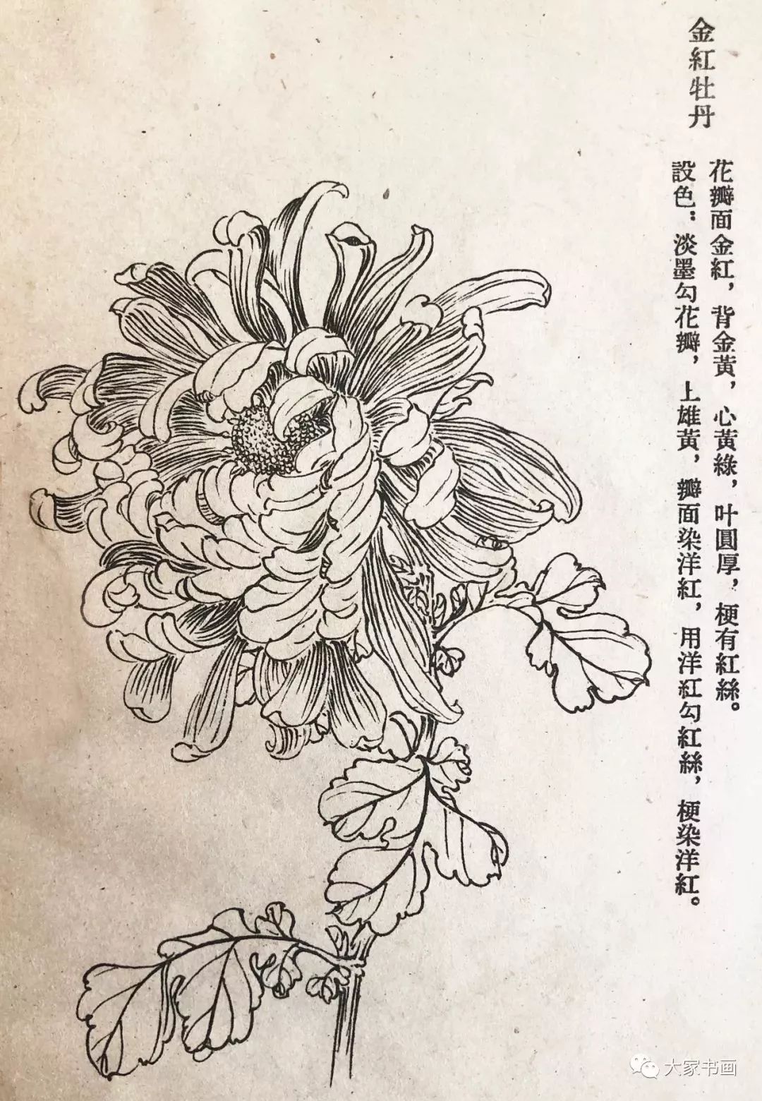 學習國畫好資料六十種菊花白描圖