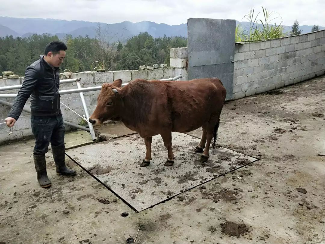 黔货出山遵品入沪凤冈牛走入上海百姓家