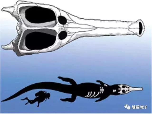 海洋科普956猎杀恐龙海下霸主揭秘来自远古的海中巨鳄君王马奇莫鳄