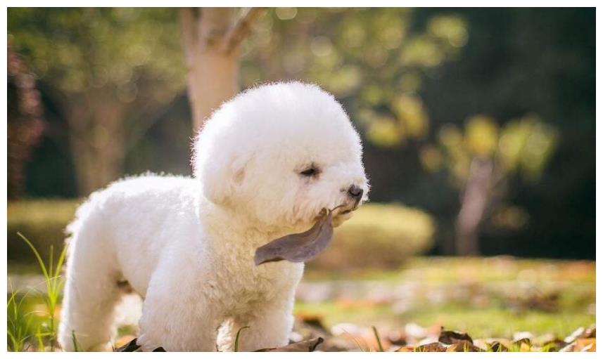 想养比熊的宠主看过来:同一窝的比熊幼犬,怎样选出最好的一只