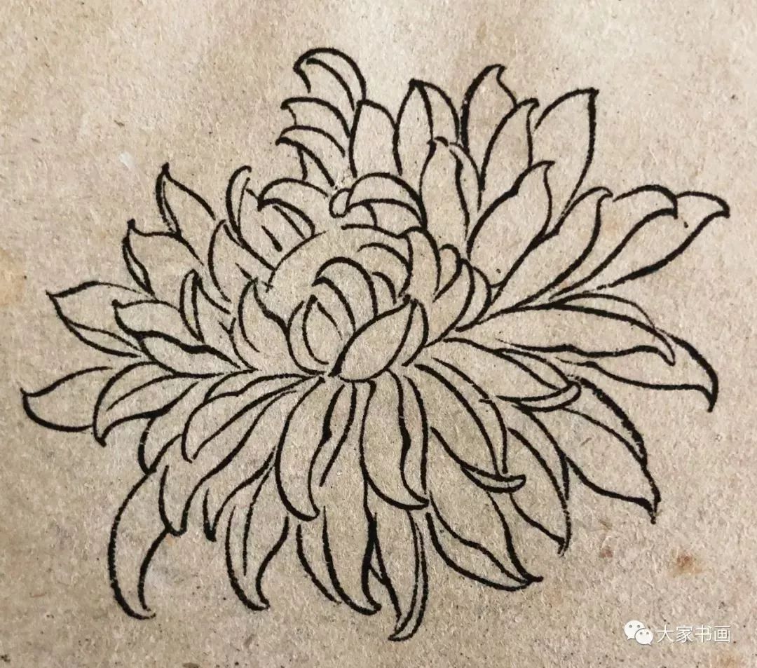 学习国画好资料:六十种菊花白描图_小叶