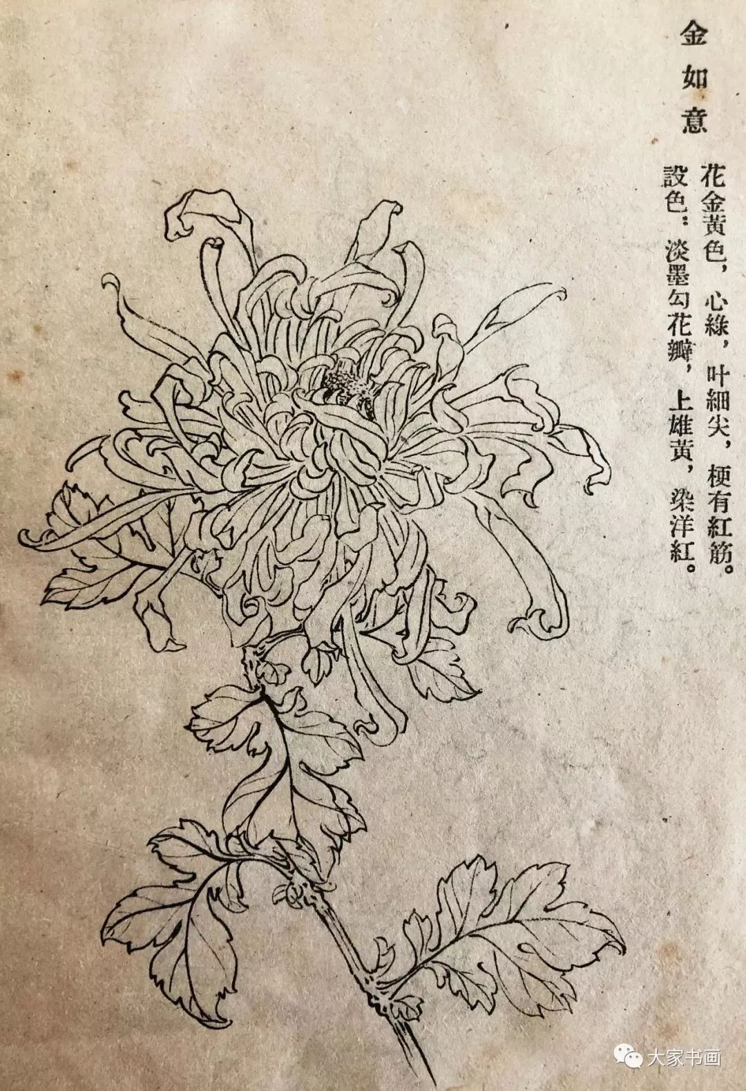 學習國畫好資料六十種菊花白描圖