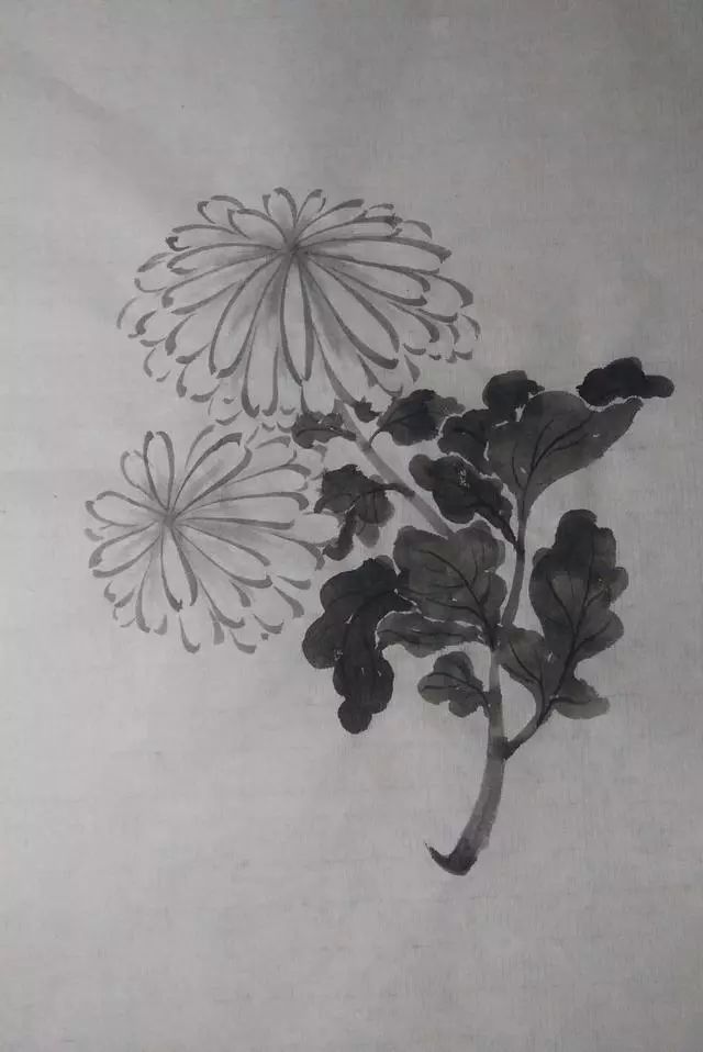 工笔菊花叶子图片