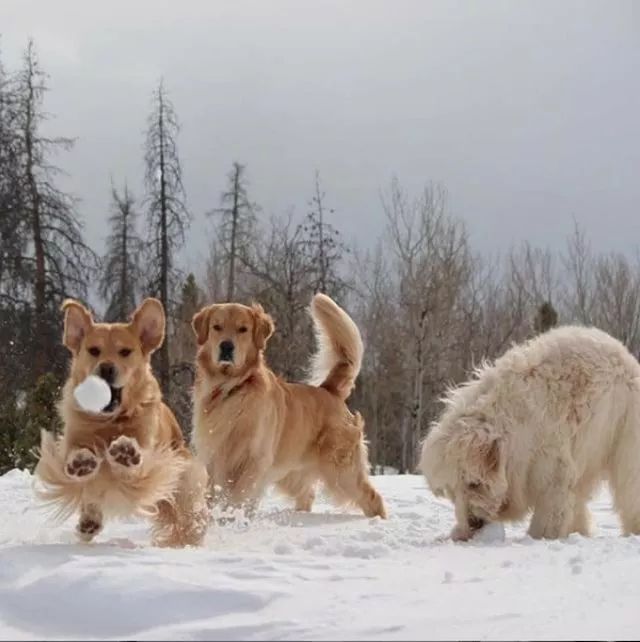 丁宝训犬:在雪地里享受游戏时光的狗狗们